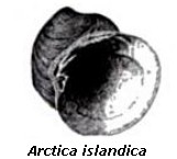 Artica islandica